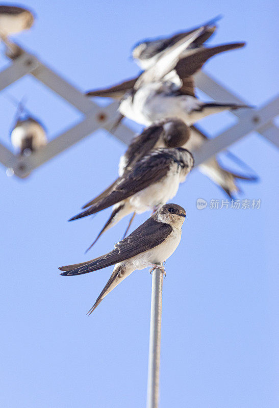 谷仓燕子(Hirundo rustica)靠近。躺在破衣架上